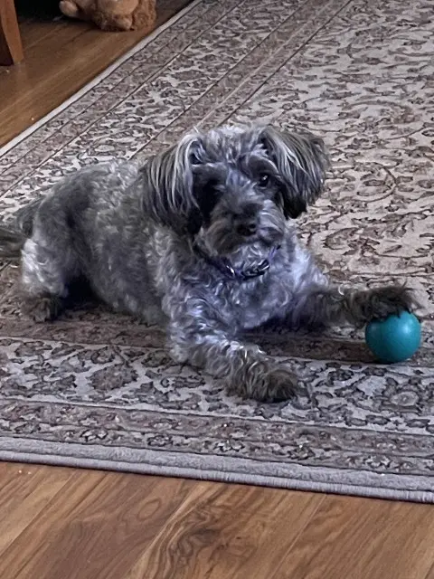 Daisy-square-480x640