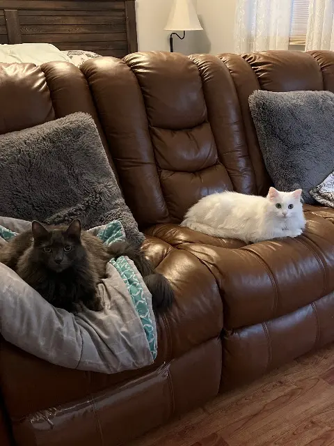 Gene and Bella-square-480x640